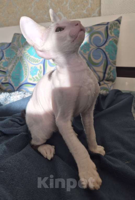 Кошки в Москве: Котенок Корниш Рекс Мальчик, 35 000 руб. - фото 9