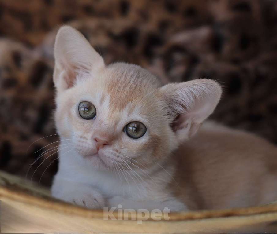 Кошки в Нижнем Новгороде: Бурманский котенок Мальчик, Бесплатно - фото 5