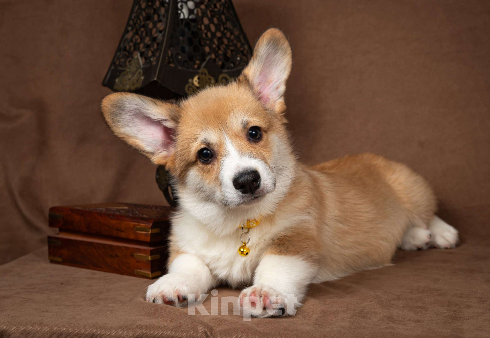 Собаки в Москве: Предлагаю  щенка корги Мальчик, 60 000 руб. - фото 1