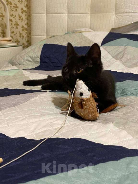 Кошки в Москве: котенок Смоуки ищет дом Девочка, Бесплатно - фото 6