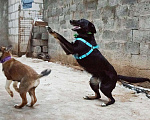 Собаки в Москве: Веселый мальчик добрым людям. Мальчик, 10 руб. - фото 9