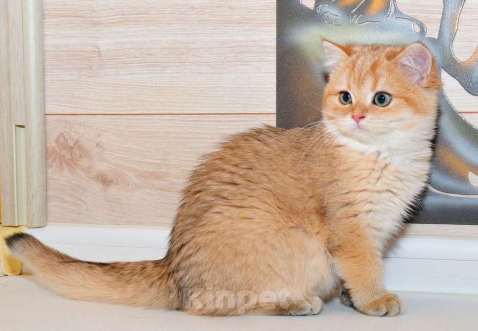 Кошки в Рыбинске: Британская девочка золотая шиншилла 6 мес Девочка, 20 000 руб. - фото 3