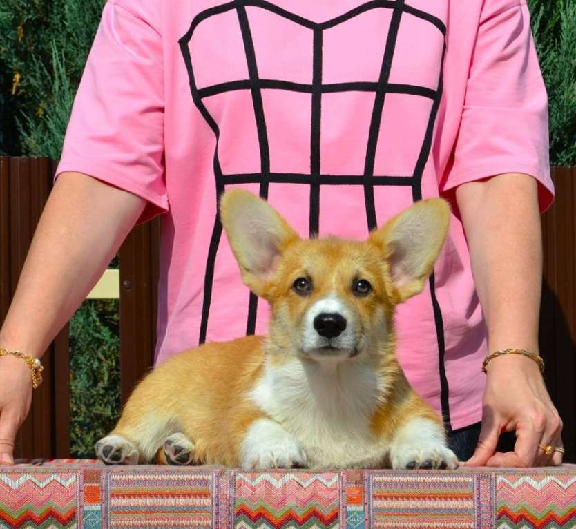 Собаки в Липецке: Липстар Альберто Леони Мальчик, Бесплатно - фото 2