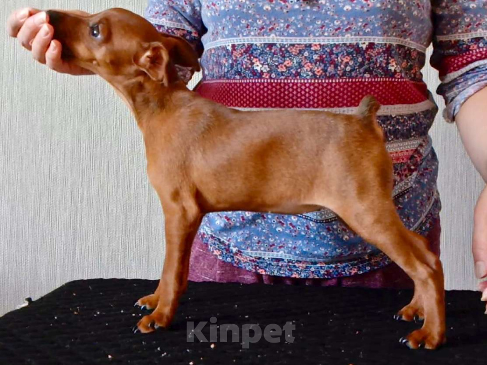 Собаки в Москве: Щенкок цвергпинчера Девочка, 50 000 руб. - фото 6