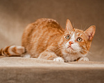 Кошки в Клине: Базилио — ласковый и скромный котик Мальчик, Бесплатно - фото 3