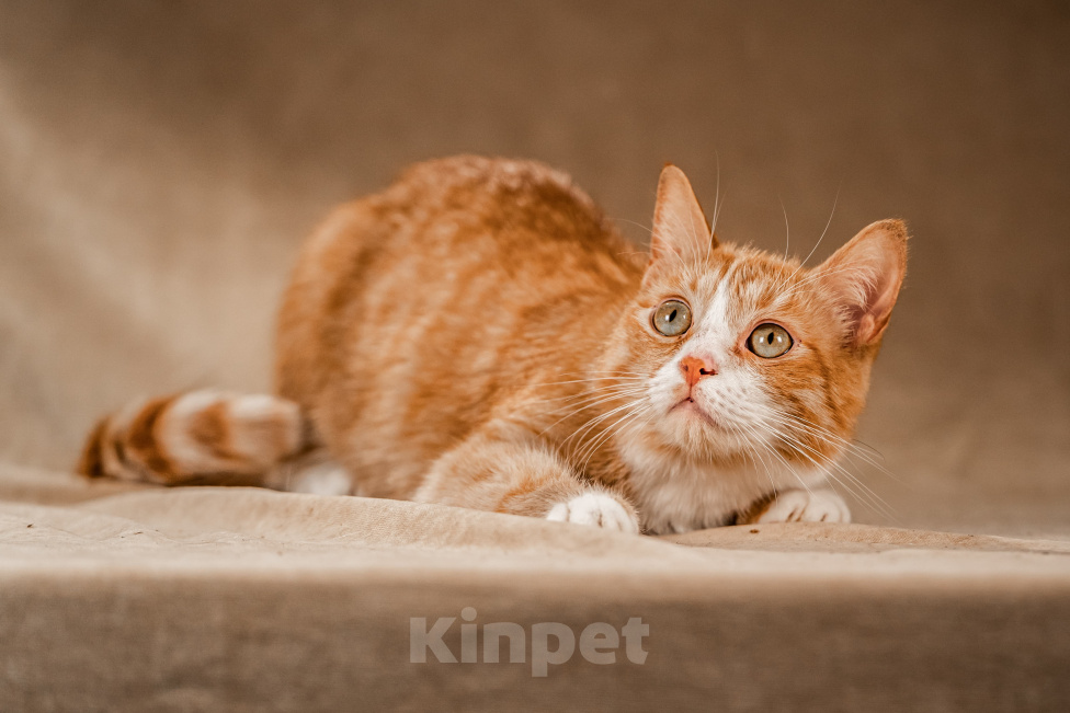 Кошки в Клине: Базилио — ласковый и скромный котик Мальчик, Бесплатно - фото 3