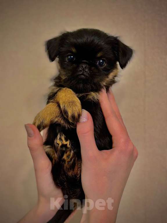 Собаки в Москве: Девочка бельгийский гриффон Девочка, 80 руб. - фото 6