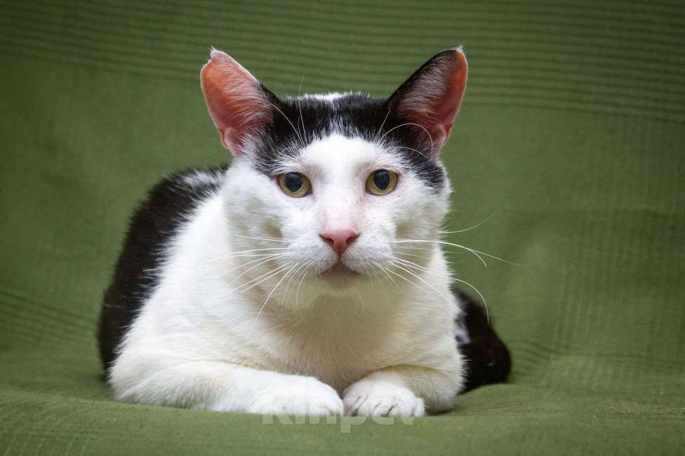 Кошки в Москве: Русский кот Бендер Мальчик, Бесплатно - фото 2