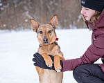 Собаки в Москве: Ушастик в поисках семьи Мальчик, Бесплатно - фото 1