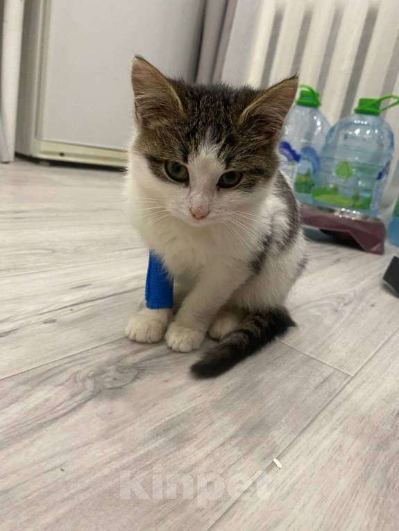 Кошки в Сергиеве Посаде: Котёнок в добрые руки  Девочка, Бесплатно - фото 2