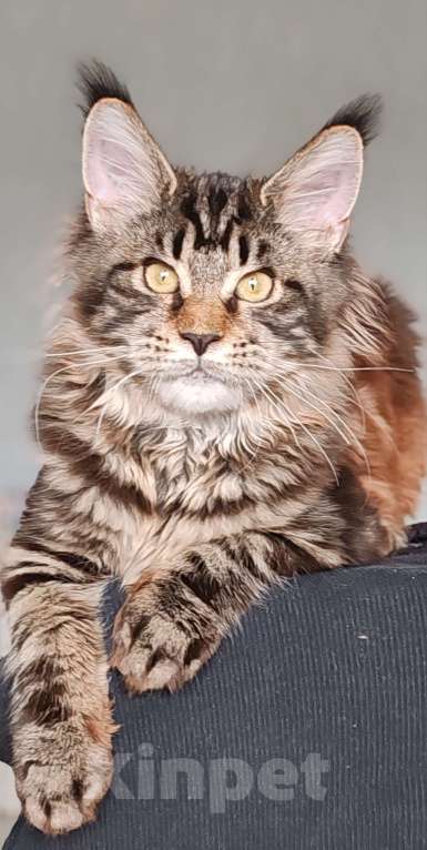 Кошки в Череповце: Девочка из питомника Девочка, Бесплатно - фото 3