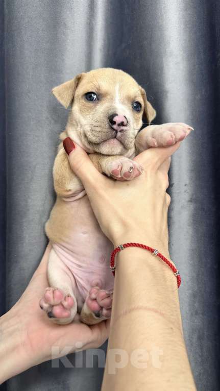 Собаки в Краснодаре: Щенки амстаффа Мальчик, 20 000 руб. - фото 5