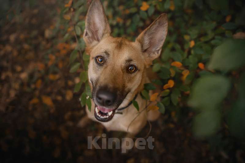 Собаки в Москве: Метис бельгийской овчарки Сиари в добрые руки  Девочка, 1 руб. - фото 2