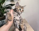 Кошки в Краснодаре: Отдам котят девочек Девочка, Бесплатно - фото 6