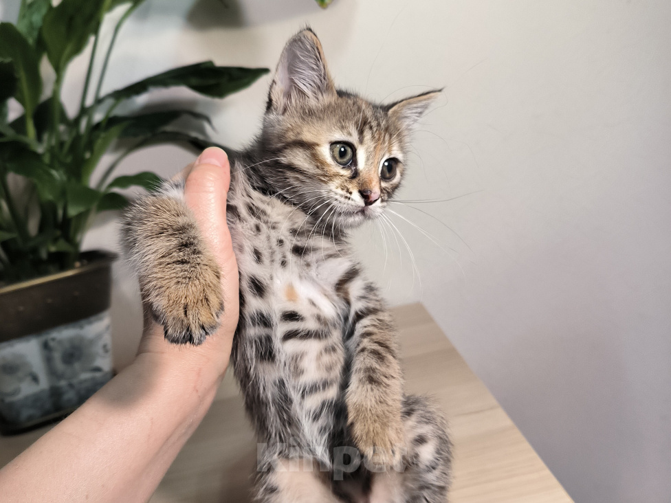 Кошки в Краснодаре: Отдам котят девочек Девочка, Бесплатно - фото 6