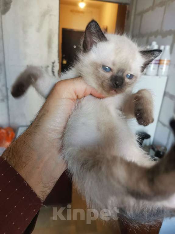 Кошки в Санкт-Петербурге: Тайские котята спб Мальчик, 4 000 руб. - фото 8