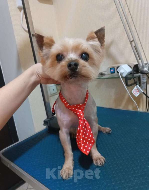 Собаки в Ростове-на-Дону: Продаю щенков йоркширский терьер. Мальчик, Бесплатно - фото 5