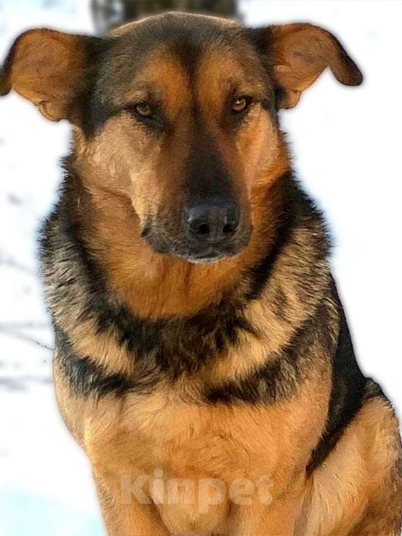 Собаки в других городах Ленинградской области: Буран в добрые руки Мальчик, Бесплатно - фото 3