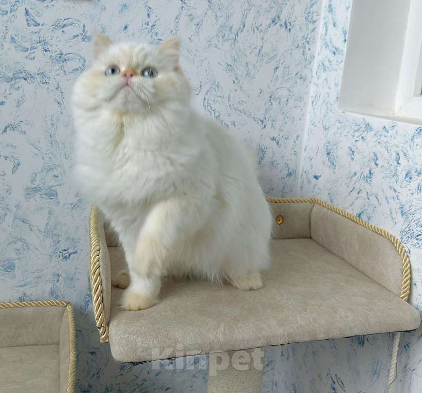 Кошки в Кисловодске: Nicole Девочка, 60 000 руб. - фото 6