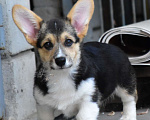 Собаки в Ульяновске: Питомник «ХАРВИТ ДЕ САМ» предлагает щенка Вельш корги пемброк. Девочка, 50 000 руб. - фото 1