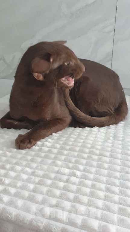 Кошки в Новосибирске: Ориентал  Мальчик, Бесплатно - фото 1