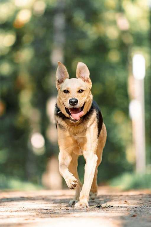 Собаки в Москве: Чудесный пёс Дэнвер в добрые руки. Мальчик, Бесплатно - фото 3