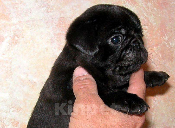 Собаки в других городах Московской области: Шенки Мальчик, 23 000 руб. - фото 3