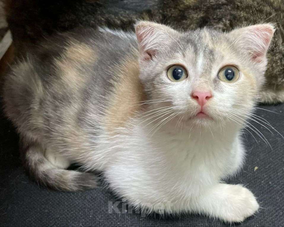 Кошки в Москве: Котенок Айрис ищет дом  Девочка, Бесплатно - фото 1