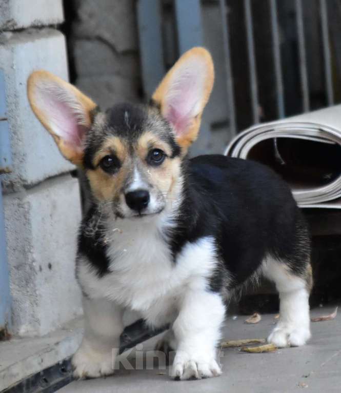 Собаки в Ульяновске: Питомник «ХАРВИТ ДЕ САМ» предлагает щенка Вельш корги пемброк. Девочка, 50 000 руб. - фото 1