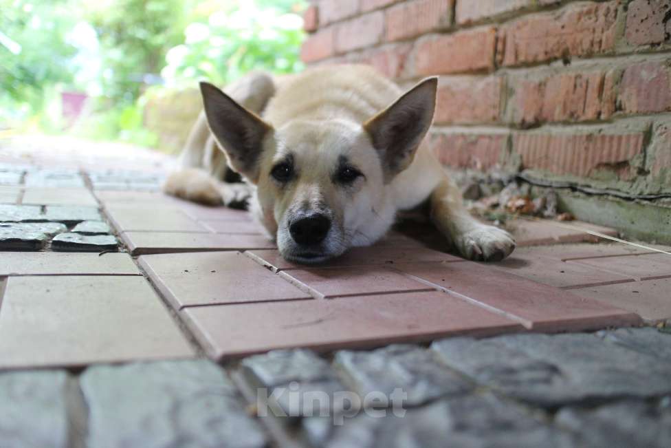 Собаки в Дубне: Милая Белла ищет дом  Девочка, 10 руб. - фото 1