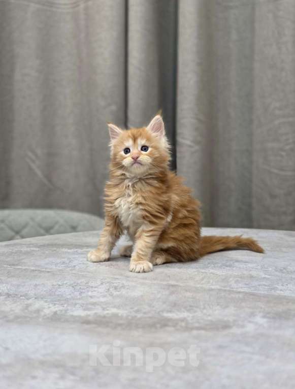 Кошки в Москве: Мальчик 1 помет D Мальчик, 65 000 руб. - фото 1