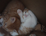 Кошки в Калининграде: Котята Разнополые, Бесплатно - фото 2