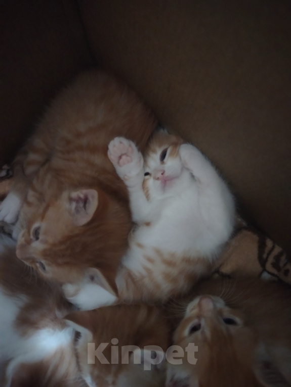 Кошки в Калининграде: Котята Разнополые, Бесплатно - фото 2