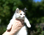 Кошки в Москве: Котенок Бусинка ищет дом Девочка, Бесплатно - фото 5