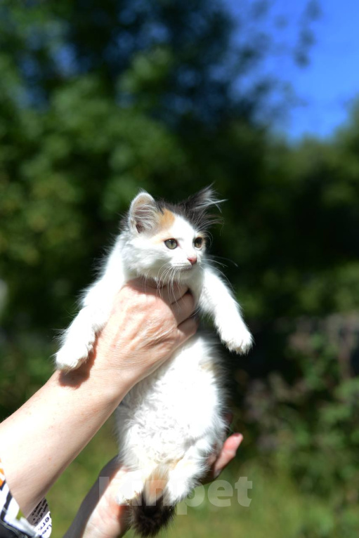 Кошки в Москве: Котенок Бусинка ищет дом Девочка, Бесплатно - фото 5