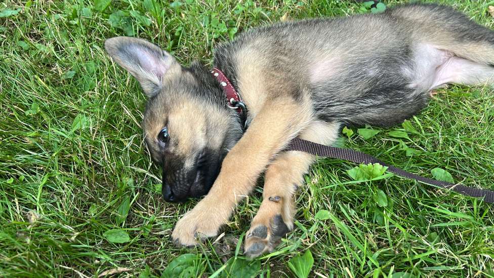 Собаки в Москве: Отдаю в добрый руки,бесплатно Девочка, Бесплатно - фото 4