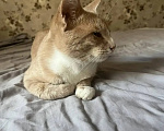 Кошки в Казани: Дом для котика Мальчик, Бесплатно - фото 1