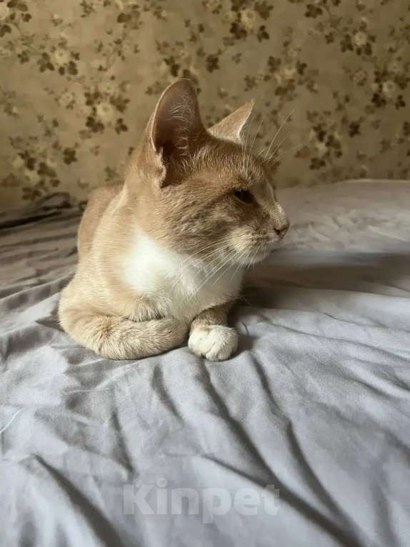Кошки в Казани: Дом для котика Мальчик, Бесплатно - фото 1