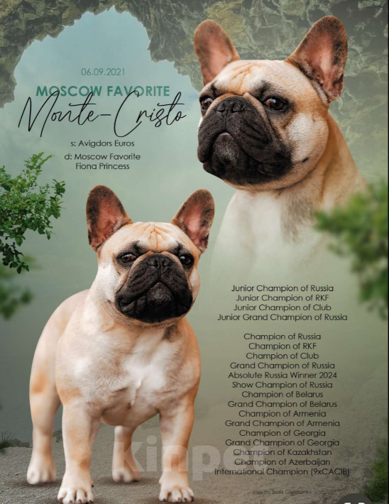 Собаки в других городах Московской области: Французики, подрощенные щенки.  Девочка, 100 000 руб. - фото 3