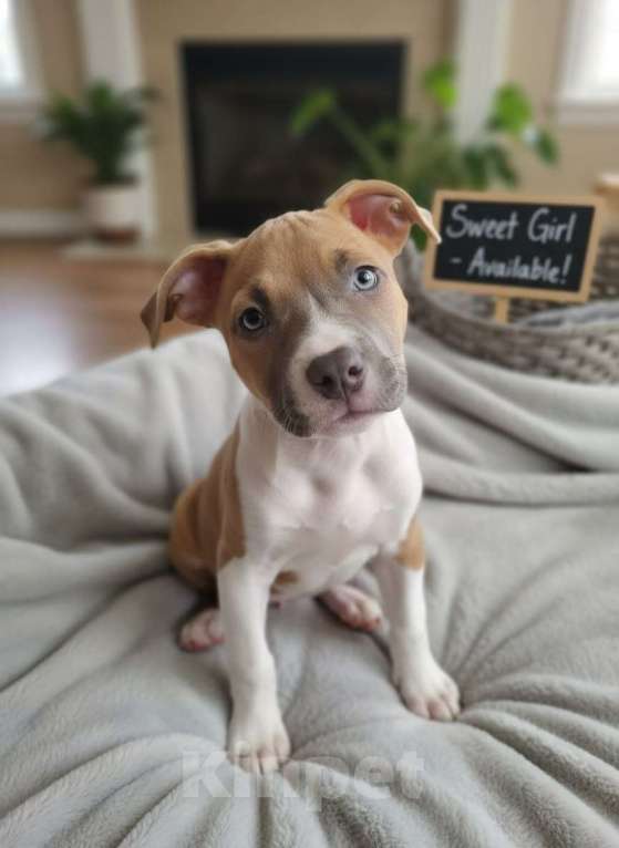 Собаки в Нижнеудинске: Щенки Американского Стаффордширского терьера Девочка, 35 000 руб. - фото 7