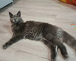 Кошки в Санкт-Петербурге: Котенок мейн-кун мальчик Мальчик, 16 000 руб. - фото 2