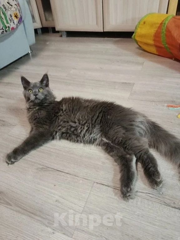 Кошки в Санкт-Петербурге: Котенок мейн-кун мальчик Мальчик, 16 000 руб. - фото 2