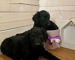 Собаки в других городах Московской области: Курчавошерстный ретривер, щенок Разнополые, 40 000 руб. - фото 2