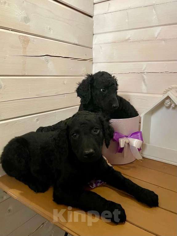 Собаки в других городах Московской области: Курчавошерстный ретривер, щенок Разнополые, 40 000 руб. - фото 2