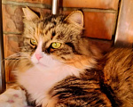 Кошки в Подольске: Кошка Даша  Девочка, Бесплатно - фото 2