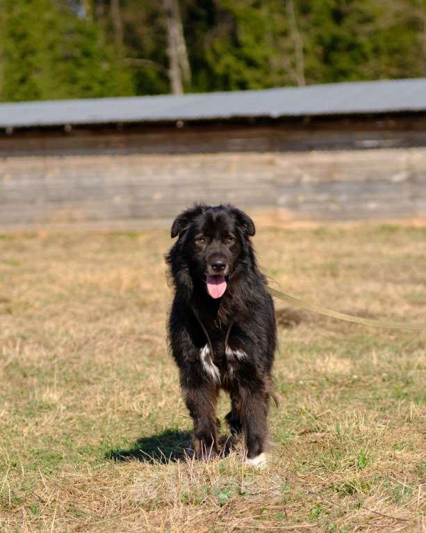 Собаки в Москве: Буран ищет дом! Мальчик, Бесплатно - фото 3