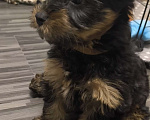 Собаки в Истре: Мальчик йорка Мальчик, 28 000 руб. - фото 1