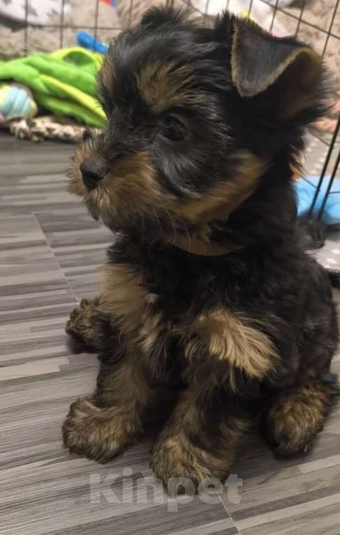 Собаки в Истре: Мальчик йорка Мальчик, 28 000 руб. - фото 1
