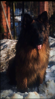 Элитные щенки немецкой овчарки длиношерстные