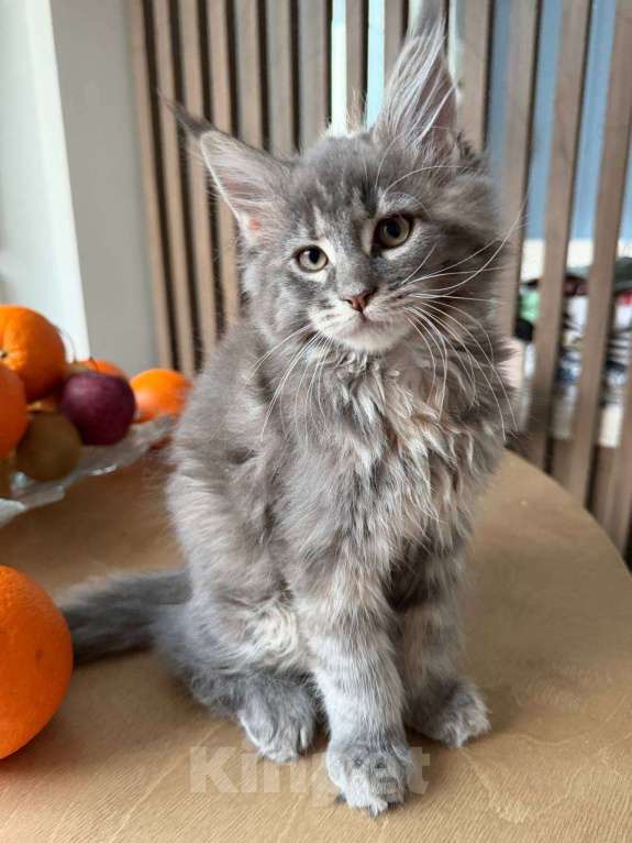 Кошки в Санкт-Петербурге: Котенок мейн-кун с документами Девочка, Бесплатно - фото 1